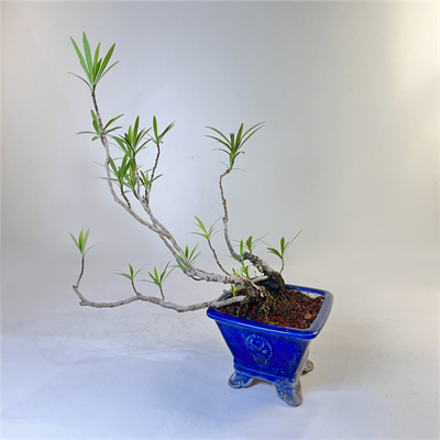 水橫枝