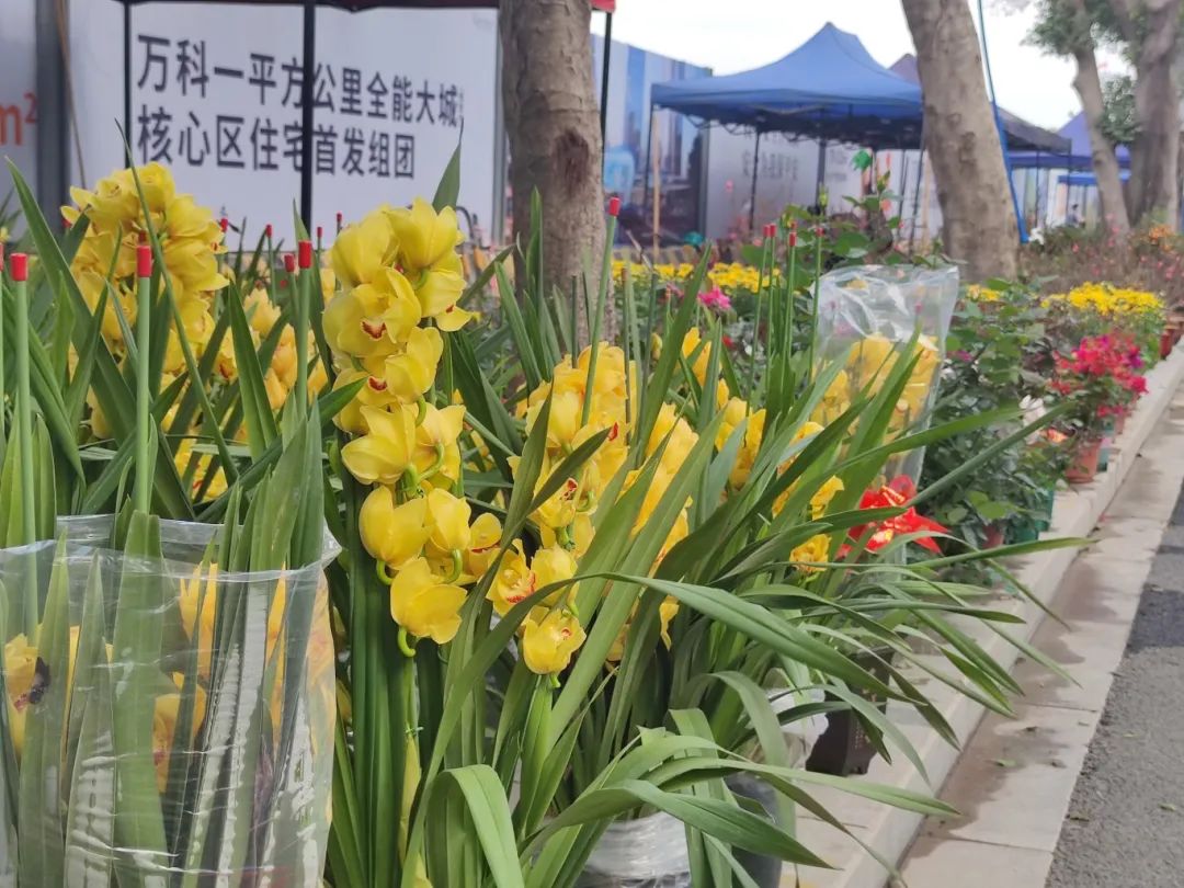 買年花過(guò)大年！花地灣古玩城迎春花市開鑼啦！